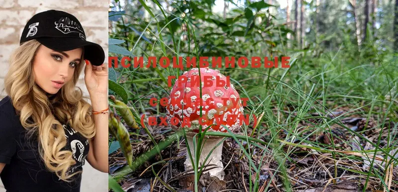 Псилоцибиновые грибы Magic Shrooms  Чудово 